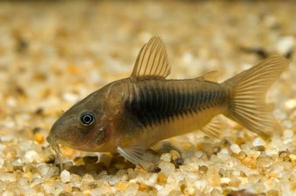 أسهل سمكة للتفريخ - الكوريدوراس 