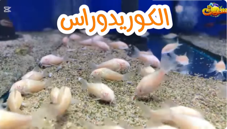 أسهل سمكة للتفريخ - الكوريدوراس 