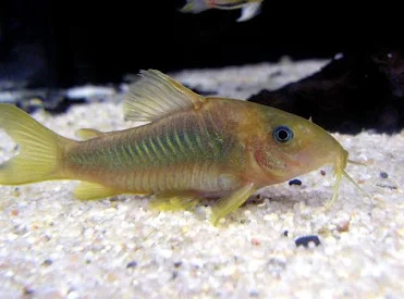 أسهل سمكة للتفريخ - الكوريدوراس 