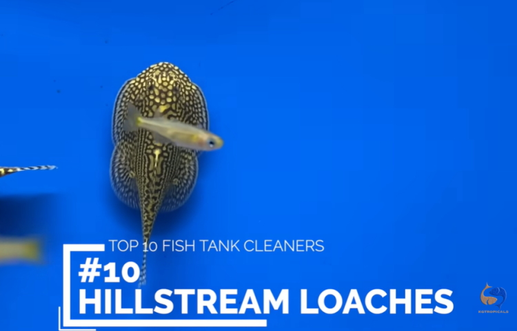 أفضل عشرة أسماك لتنظيف الحوض 