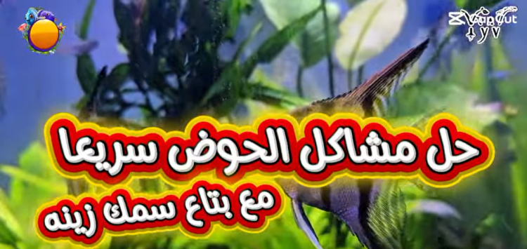 حل مشاكل الحوض سريعاً 