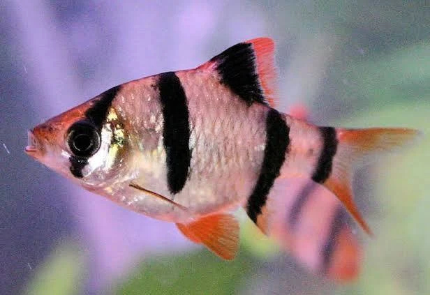 سمكة التايجر بارب  🐟