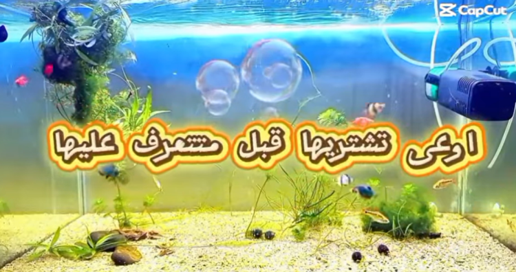 سمكة التايجر بارب  🐟