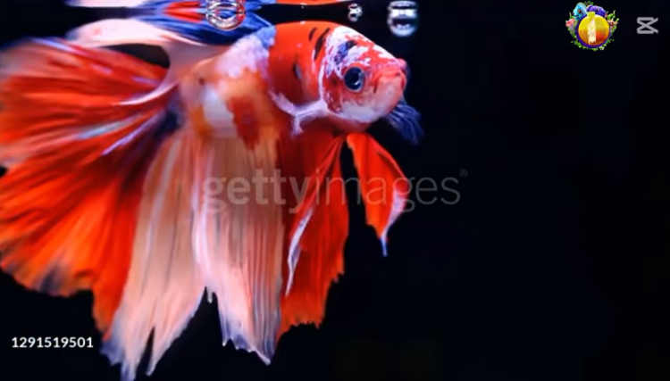 سمكة الفايتر