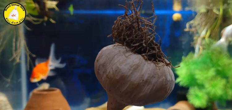 الثوم في الأحواض 