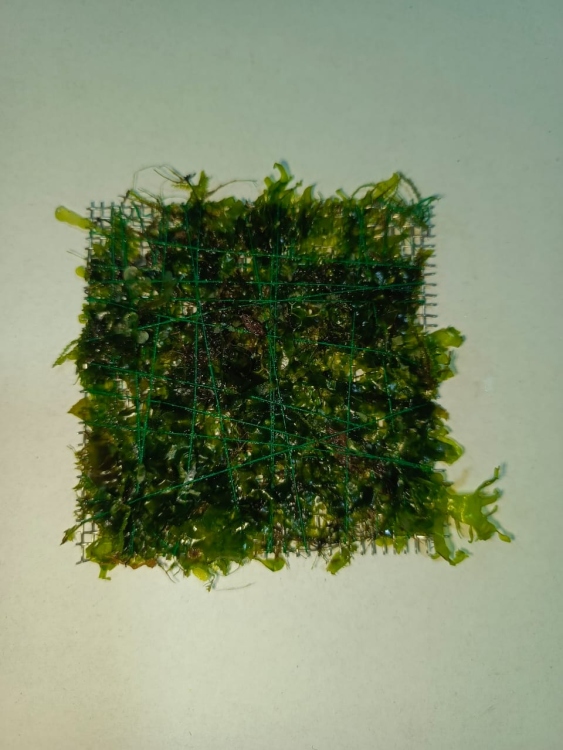 قطعة كرسمس موس