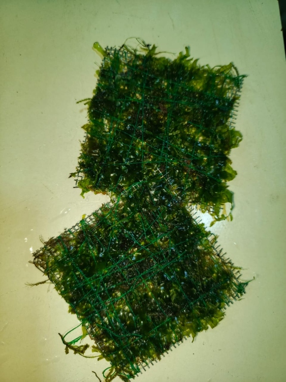 قطعة كرسمس موس