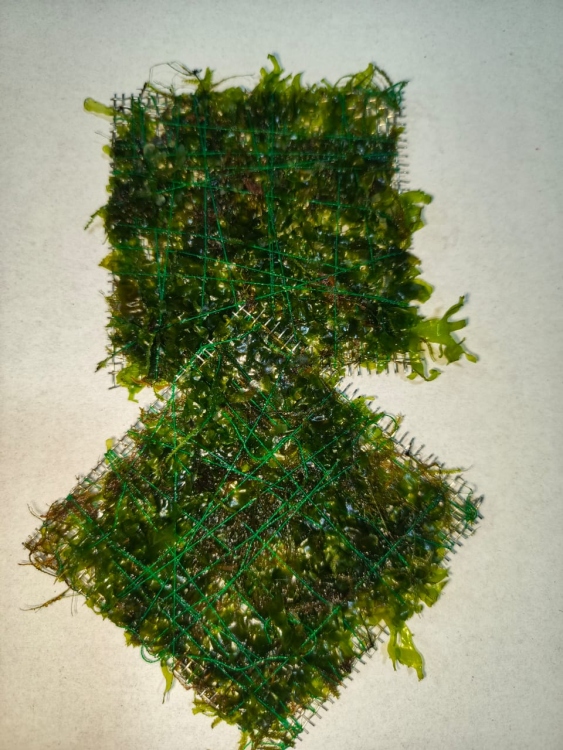 قطعة كرسمس موس