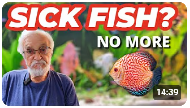 أسماك مريضة ؟ ليس بعد الآن !