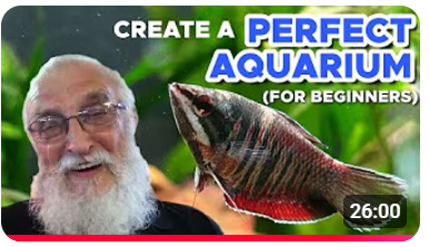 كيف تبني حوضاً مثالياً 