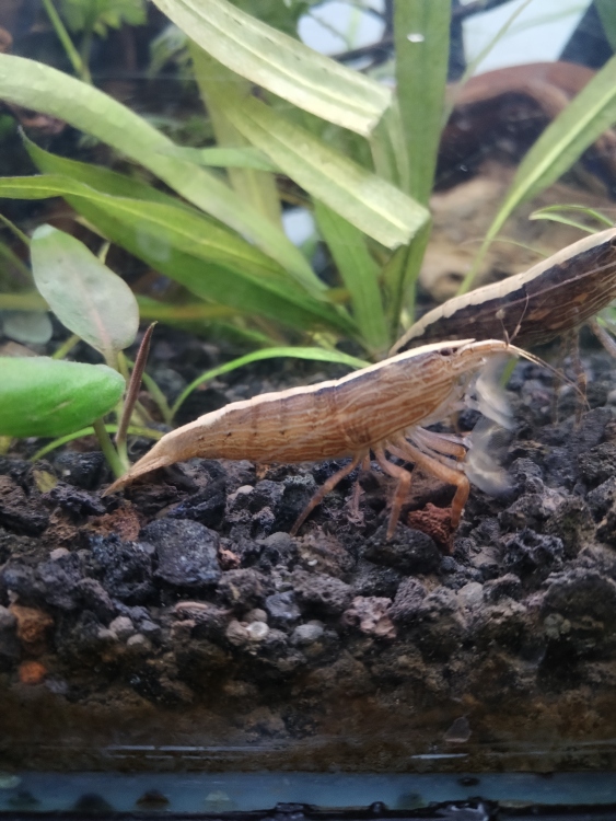 جمبري الخيزران(يتغذى على العوالق)