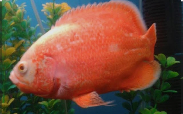 أوسكار أحمر +10cm