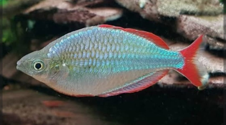 ريمبو سرب المقزم