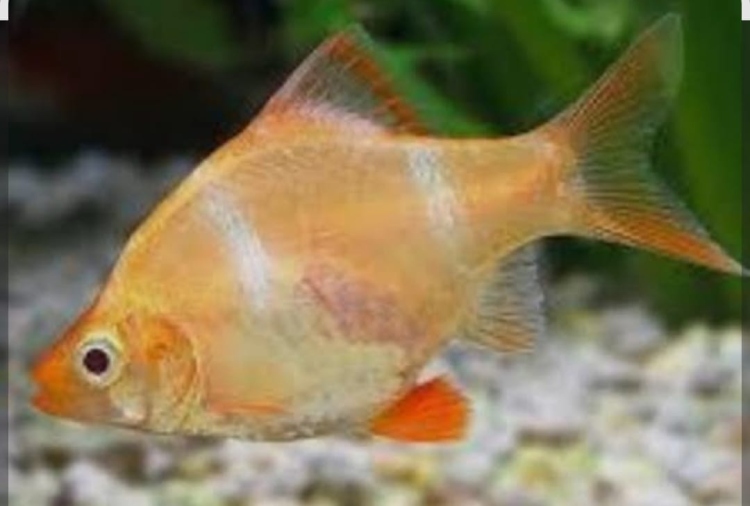 تايجر اصفر أليف