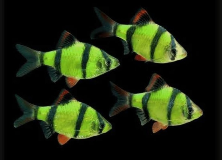 تايجر أخضر أليف