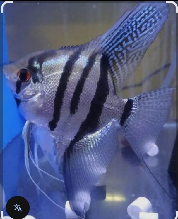 لونغ فن زيبرا حجم كبير 