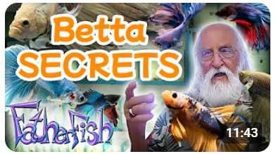 بعض أسرار أسماك البيتا 