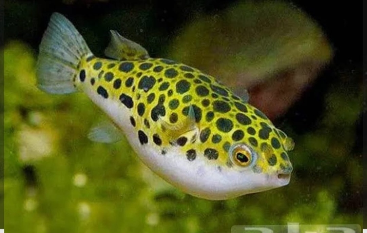 بفر فش يعيش مع الاسماك الكبيرة