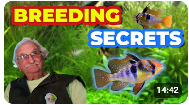 بعض من أسرار التزاوج 