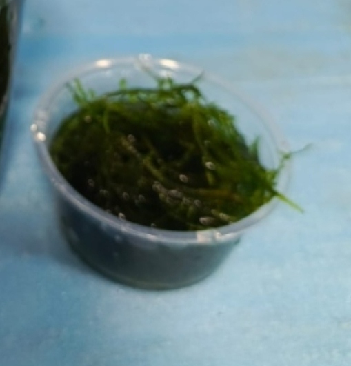 كرسمس وجافا وبيليا موس