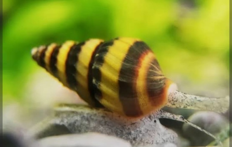 أسانسل سنيل آكل للحلزون الضار