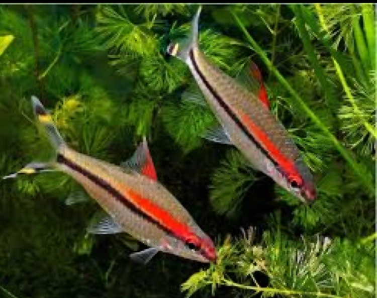 سمكة ريد لاين حجم كبير