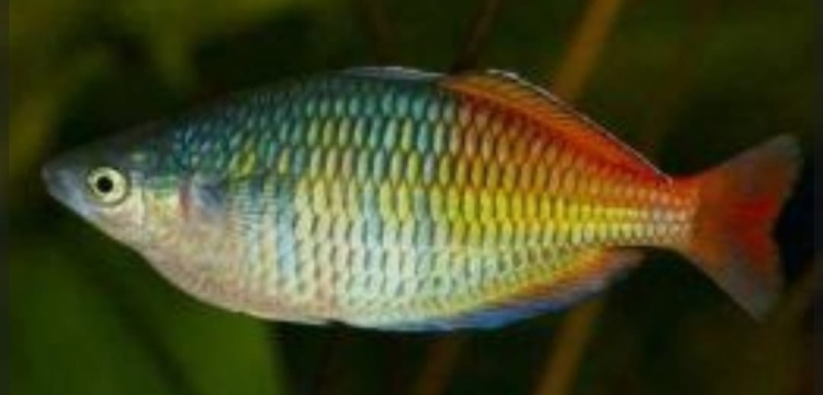 سمكة قوس قزح حجم7سم