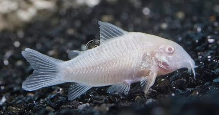 البينو كوريدورس