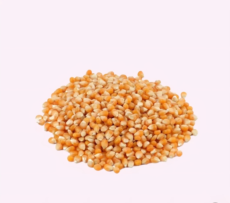 ذرة بوشار سينمائي  حجم جامبو 