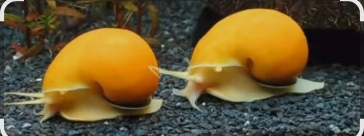 حلزون التفاح (Apple Snail)