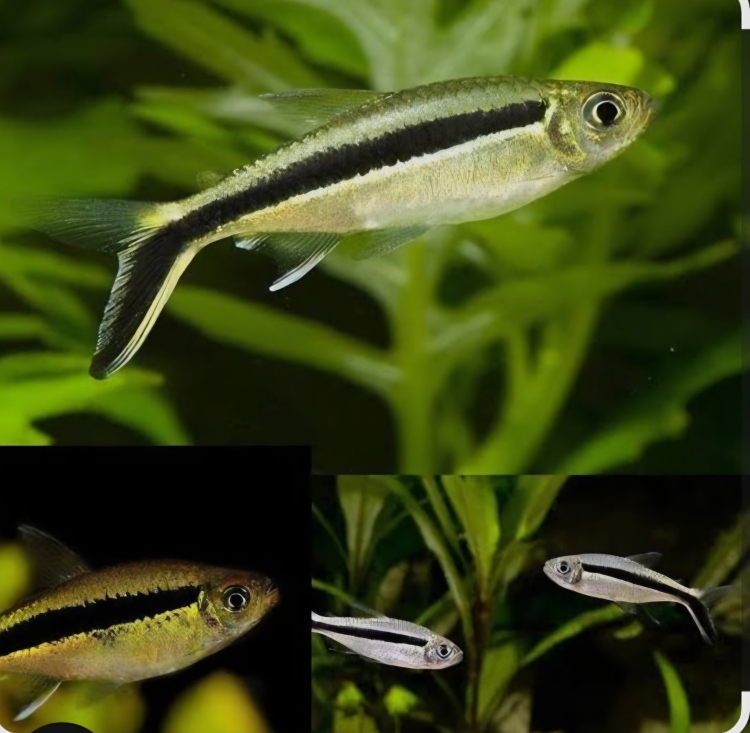  تترا البطريق