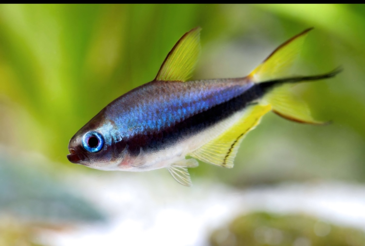 إمبراطور تترا