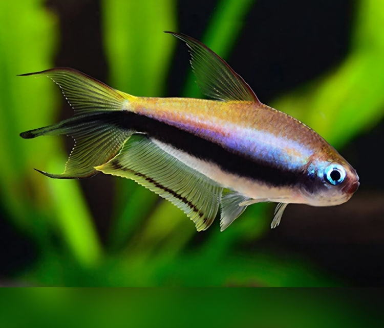 إمبراطور تترا