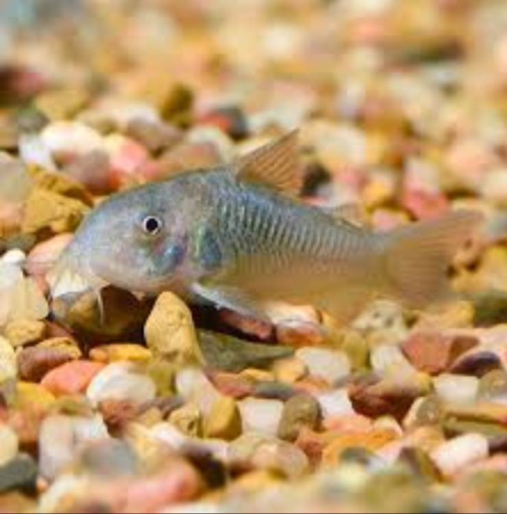 جرين كورديروس 