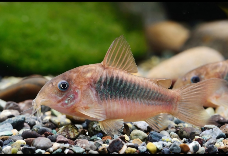 جرين كورديروس 