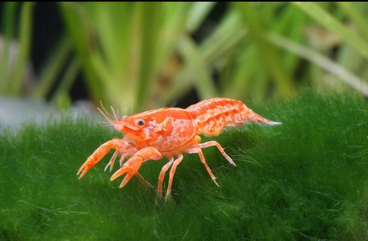 دوارف لوبستر (مقزّم) 