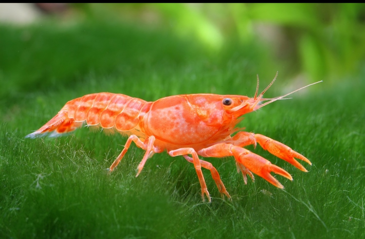 دوارف لوبستر (مقزّم) 