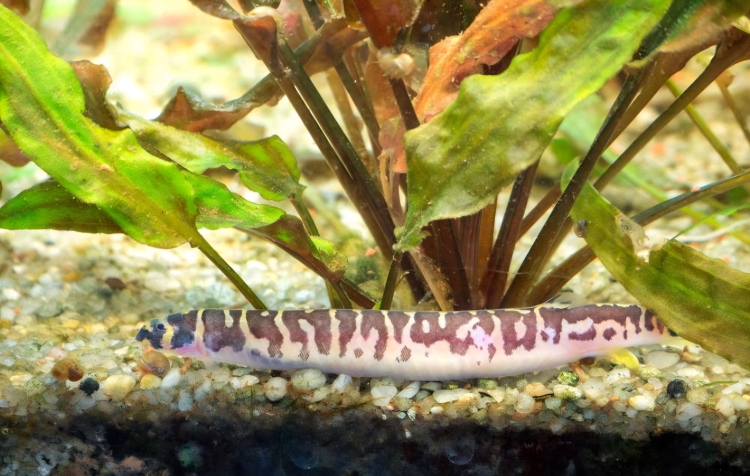 كولي لوتش (منظّف التربة