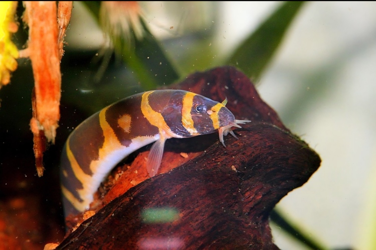 كولي لوتش (منظّف التربة