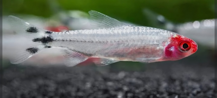 رامينوز تترا حجم جامبو