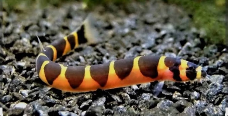 كولي لوتش (منظّف التربة