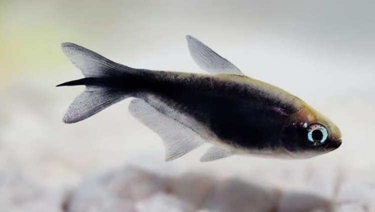 إمبراطور تترا