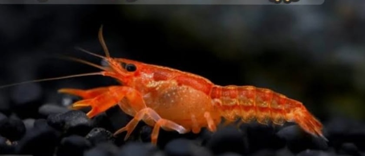 دوارف لوبستر (مقزّم) يعيش مع النواعم