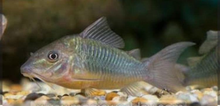 كوريدوس أخضر