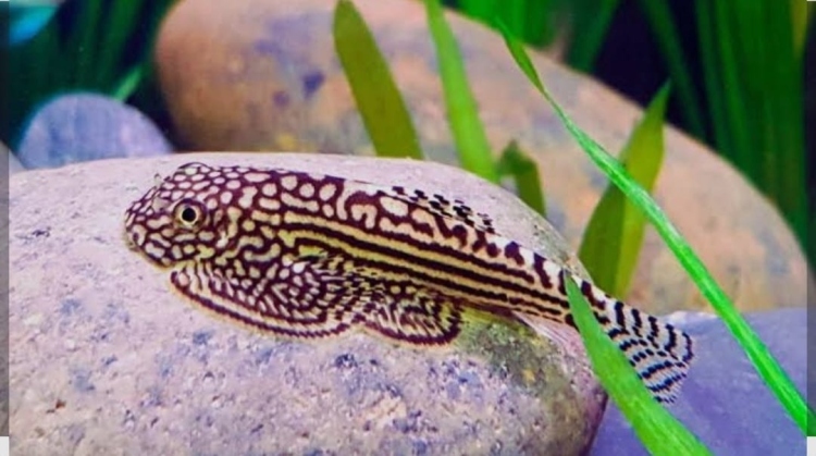 هيلستريم لوتش(يعيش مع النواعم والشرمب)