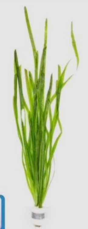 فاليسنيريا