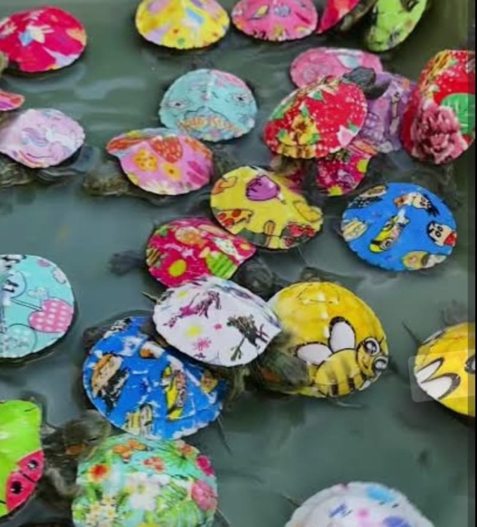 سلاحف مائية  ملونة