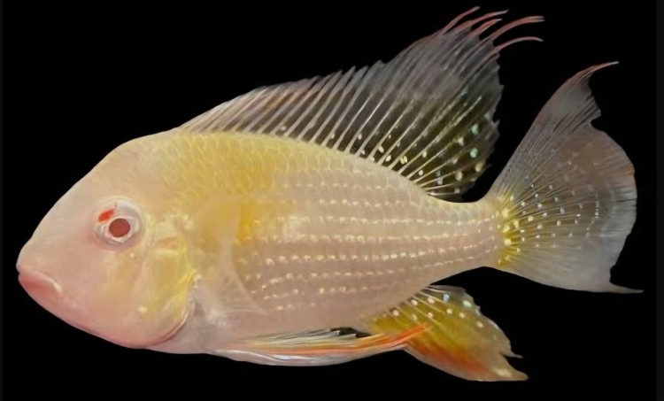 جيوفاكوس سوبر ريد 