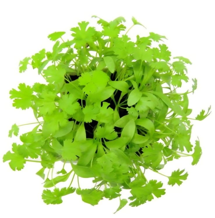 مدادة مائية سريعة النمو و  الإنتشار 