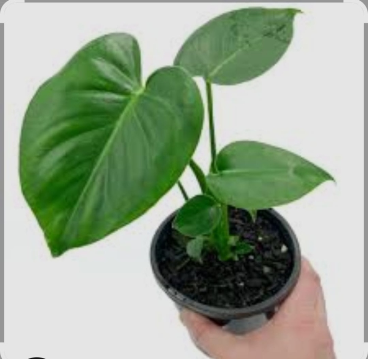 نبات القفص الصدري 